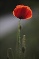 Coquelicot