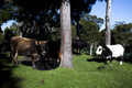 Vaches réunionaises